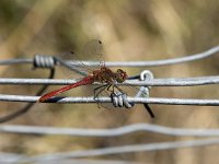 Sympetrum sanguineum 20, Bloedrode heidelibel, Saxifraga-Willem van Kruijsbergen