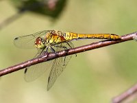 Sympetrum sanguineum 23, Bloedrode Heidelibel, Saxifraga-Henk Baptist