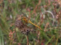 Sympetrum sanguineum 25, Bloedrode heidelibel, Saxifraga-Rutger Barendse