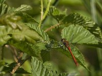 Sympetrum sanguineum 26, Bloedrode heidelibel, Saxifraga-Jan van der Straaten