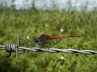 Sympetrum sanguineum 27, Bloedrode heidelibel, Saxifraga-Marijke Verhagen