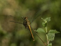 Sympetrum sanguineum 28, Bloedrode heidelibel, female, Saxifraga-Jan van der Straaten