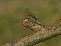 Sympetrum sanguineum 29, Bloedrode heidelibel, female, Saxifraga-Jan van der Straaten