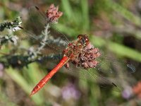 Bloedrode heidelibel 01 : Sympetrum sanguineum, Bloedrode heidelibel, male