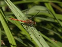 Sympetrum sanguineum 30, Bloedrode heidelibel, Saxifraga-Jan van der Straaten