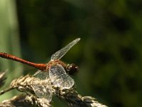 Sympetrum sanguineum 31, Bloedrode heidelibel, male, Saxifraga-Jan van der Straaten