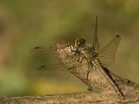 Sympetrum sanguineum 33, Bloedrode heidelibel, female, Saxifraga-Jan van der Straaten