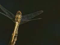 Sympetrum sanguineum 37, Bloedrode heidelibel, female, Saxifraga-Jan van der Straaten