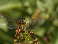 Sympetrum sanguineum 39, Bloedrode heidelibel, male, Saxifraga-Jan van der Straaten