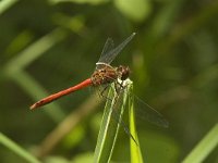 Sympetrum sanguineum 40, Bloedrode heidelibel, Saxifraga-Jan van der Straaten