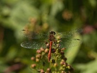 Sympetrum sanguineum 41, Bloedrode heidelibel, male, Saxifraga-Jan van der Straaten