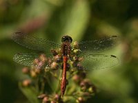 Sympetrum sanguineum 43, Bloedrode heidelibel, male, Saxifraga-Jan van der Straaten