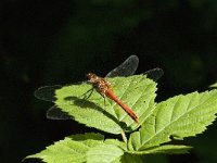 Sympetrum sanguineum 44, Bloedrode heidelibel, Saxifraga-Jan van der Straaten