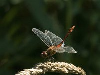 Sympetrum sanguineum 47, Bloedrode heidelibel, male, Saxifraga-Jan van der Straaten