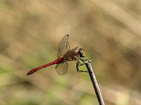 Sympetrum sanguineum 48, Bloedrode heidelibel, Saxifraga-Willem van Kruijsbergen