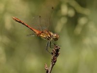 Sympetrum sanguineum 50, Bloedrode heidelibel, Saxifraga-Bas Klaver