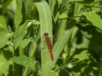 Sympetrum sanguineum 51, Bloedrode heidelibel, Saxifraga-Jan van der Straaten