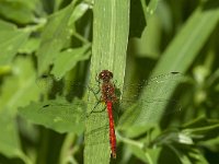 Sympetrum sanguineum 52, Bloedrode heidelibel, Saxifraga-Jan van der Straaten