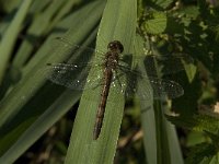 Sympetrum sanguineum 54, female, Bloedrode heidelibel, Saxifraga-Jan van der Straaten