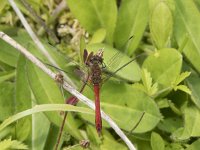 Sympetrum sanguineum 59, Bloedrode heidelibel, Saxifraga-Willem van Kruijsbergen