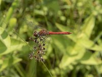 Sympetrum sanguineum 60, Bloedrode heidelibel, Saxifraga-Willem van Kruijsbergen