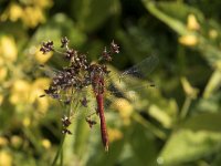 Sympetrum sanguineum 67, Bloedrode heidelibel, Saxifraga-Willem van Kruijsbergen