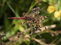 Sympetrum sanguineum 68, Bloedrode heidelibel, Saxifraga-Willem van Kruijsbergen