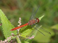 Sympetrum sanguineum 7, Bloedrode heidelibel, male, Saxifraga-Kees Marijnissen