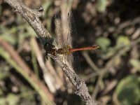 Sympetrum sanguineum 71, Bloedrode heidelibel, Saxifraga-Willem van Kruijsbergen