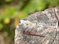 Male drageonfly Ruddy darter (Sympetrum sanguineum) resting on wooden pole  Male drageonfly Ruddy darter (Sympetrum sanguineum) resting on wooden pole : male, drageonfly, Ruddy darter, Sympetrum sanguineum, rest, resting, wooden pole, wood, pole, insect, wildlife, animal, single animal, nature, natural, fauna, animal wing, red, summer, summertime, outside, outdoor, outdoors, no people, nobody