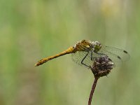 Sympetrum sanguineum 77, Bloedrode heidelibel, Saxifraga-Luuk Vermeer