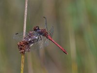 Sympetrum sanguineum 79, Bloedrode heidelibel, Saxifraga-Luuk Vermeer