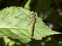 Sympetrum sanguineum 88, Bloedrode heidelibel, Saxifraga-Willem van Kruijsbergen