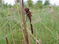 Sympetrum sanguineum 9, Bloedrode heidelibel, Saxifraga-Rudmer Zwerver