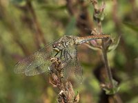 Sympetrum sanguineum 90, Bloedrode heidelibel, Saxifraga-Willem van Kruijsbergen