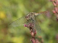 Sympetrum sanguineum 91, Bloedrode heidelibel, Saxifraga-Willem van Kruijsbergen