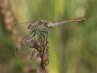 Sympetrum sanguineum 92, Bloedrode heidelibel, Saxifraga-Willem van Kruijsbergen