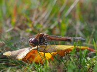 Sympetrum sanguineum 94, Bloedrode heidelibel, Saxifraga-Hans Dekker