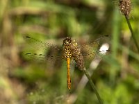 Sympetrum sanguineum 97, Bloedrode heidelibel, Saxifraga-Jan van der Straaten