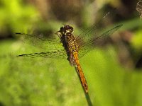 Sympetrum sanguineum 98, Bloedrode heidelibel, Saxifraga-Jan van der Straaten