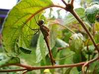 Sympetrum striolatum 10, Bruinrode heidelibel, Saxifraga-Rudmer Zwerver