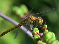 Sympetrum striolatum 103, Bruinrode heidelibel, Saxifraga-Tom Heijnen