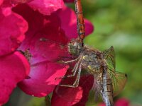 Sympetrum striolatum 106, Bruinrode heidelibel, Saxifraga-Tom Heijnen