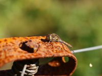 Sympetrum striolatum 11, Bruinrode heidelibel, Saxifraga-Rudmer Zwerver