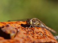 Sympetrum striolatum 12, Bruinrode heidelibel, Saxifraga-Rudmer Zwerver