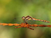 Sympetrum striolatum 13, Bruinrode heidelibel, Saxifraga-Rudmer Zwerver