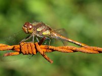 Sympetrum striolatum 16, Bruinrode heidelibel, Saxifraga-Rudmer Zwerver