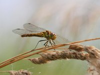 Sympetrum striolatum 21, Bruinrode heidelibel, Saxifraga-Bart Vastenhouw