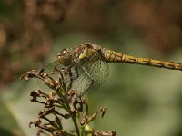 Sympetrum striolatum 23, Bruinrode heidelibel, female, Saxifraga-Jan van der Straaten