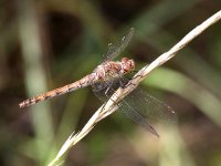 Sympetrum striolatum 26, Bruinrode Heidelibel, Saxifraga-Henk Baptist